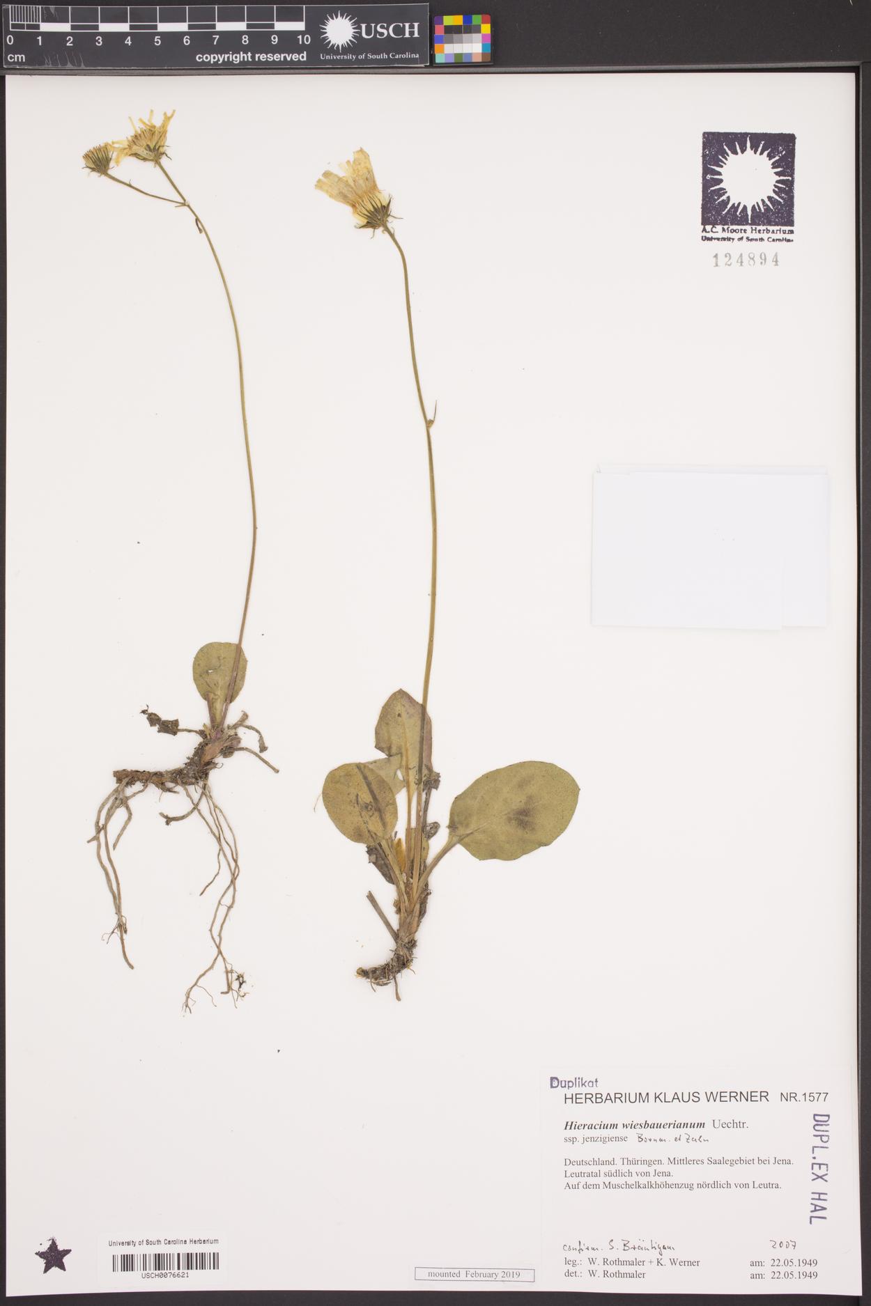Hieracium hypochoeroides subsp. wiesbaurianum image