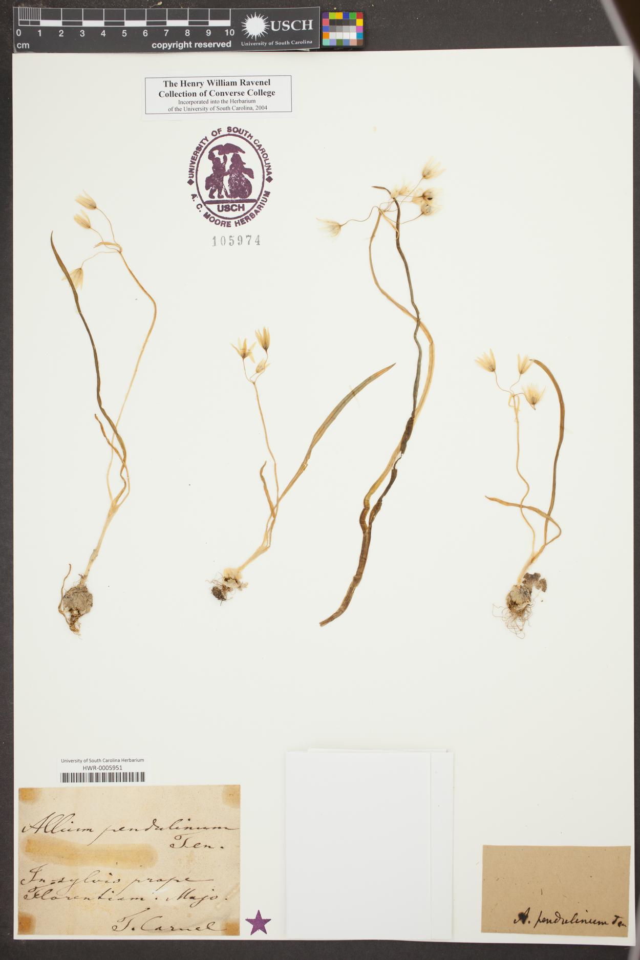 Allium pendulinum image