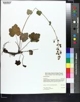 Heuchera alba image