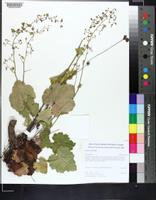 Heuchera alba image