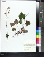 Heuchera alba image