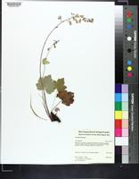 Heuchera alba image