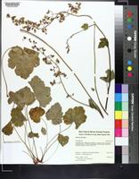 Heuchera alba image