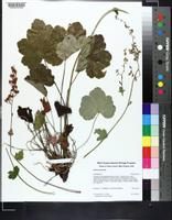 Heuchera alba image