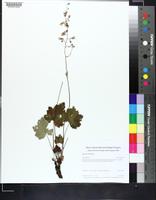 Heuchera alba image