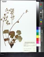 Heuchera alba image