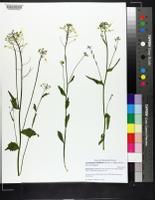 Cardamine bulbosa image