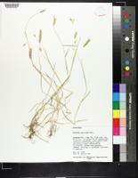 Hordeum pusillum image