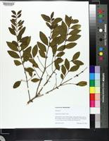 Ligustrum sinense image