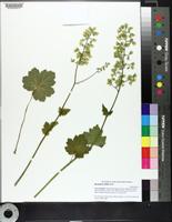 Heuchera alba image