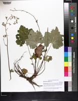 Heuchera alba image