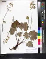 Heuchera alba image