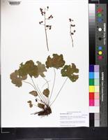 Heuchera alba image