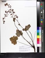 Heuchera alba image