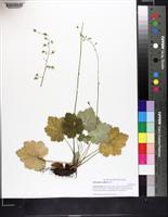 Heuchera alba image