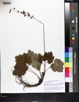 Heuchera alba image