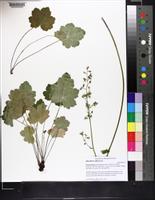 Heuchera alba image