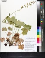 Heuchera alba image