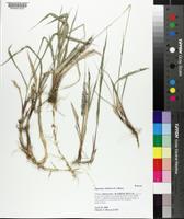 Imperata cylindrica image