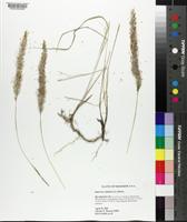 Imperata cylindrica image