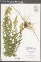 Solidago altissima var. pluricephala image
