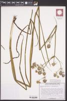 Eryngium aquaticum var. ravenelii image