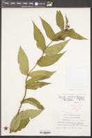 Diervilla sessilifolia var. sessilifolia image