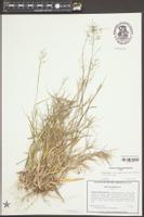 Dichanthelium chrysopsidifolium image
