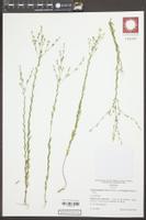 Linum medium subsp. texanum image