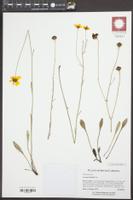 Coreopsis linifolia image