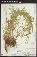 Dichanthelium dichotomum subsp. microcarpon image